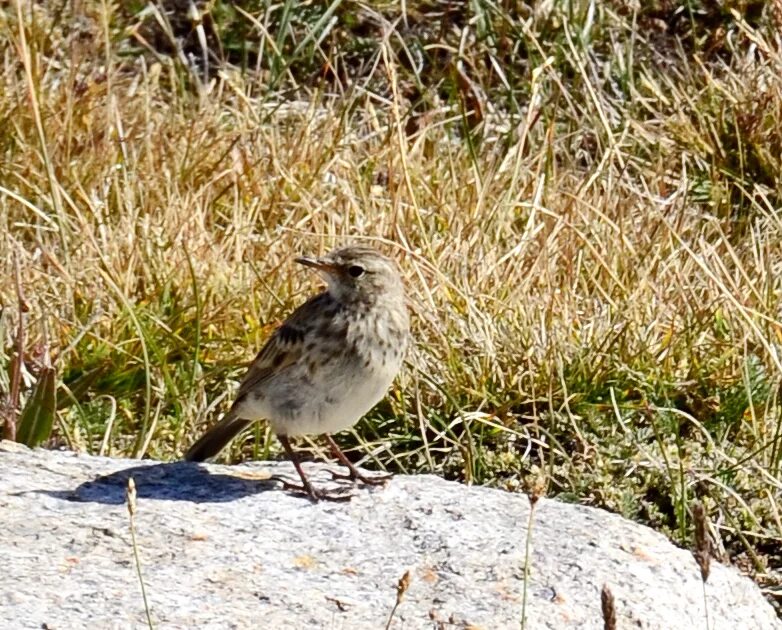 Птицы республики алтай фото с названиями Water Pipit (Anthus spinoletta). Birds of Siberia.