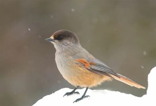 Птицы республики коми фото и названия Siberian Jay - Perisoreus infaustus (With images) Siberian, Beautiful birds, Jay