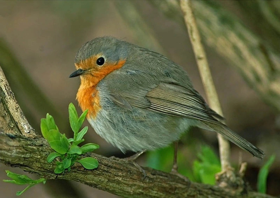 Птицы республики марий эл фото Mary bird: найдено 88 изображений