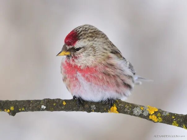 Птицы республики марий эл фото The tap is a small songbird, about half the size of a sparrow. Checkers, living 