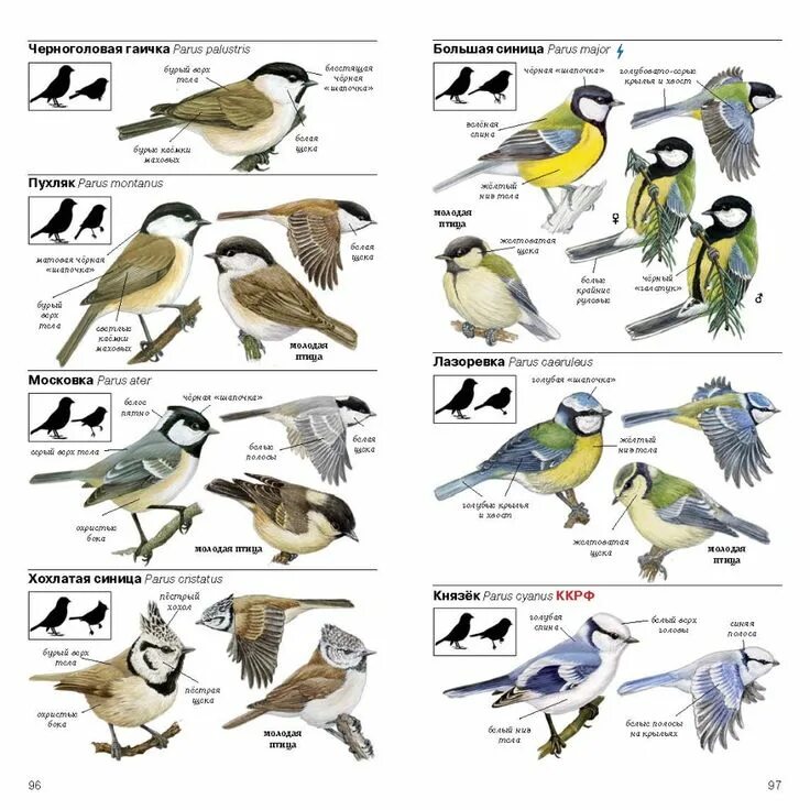 Птицы россии фото с названиями и описанием Птицы Европейской части России. Полевой определитель Птицы, Природоведение, Науч