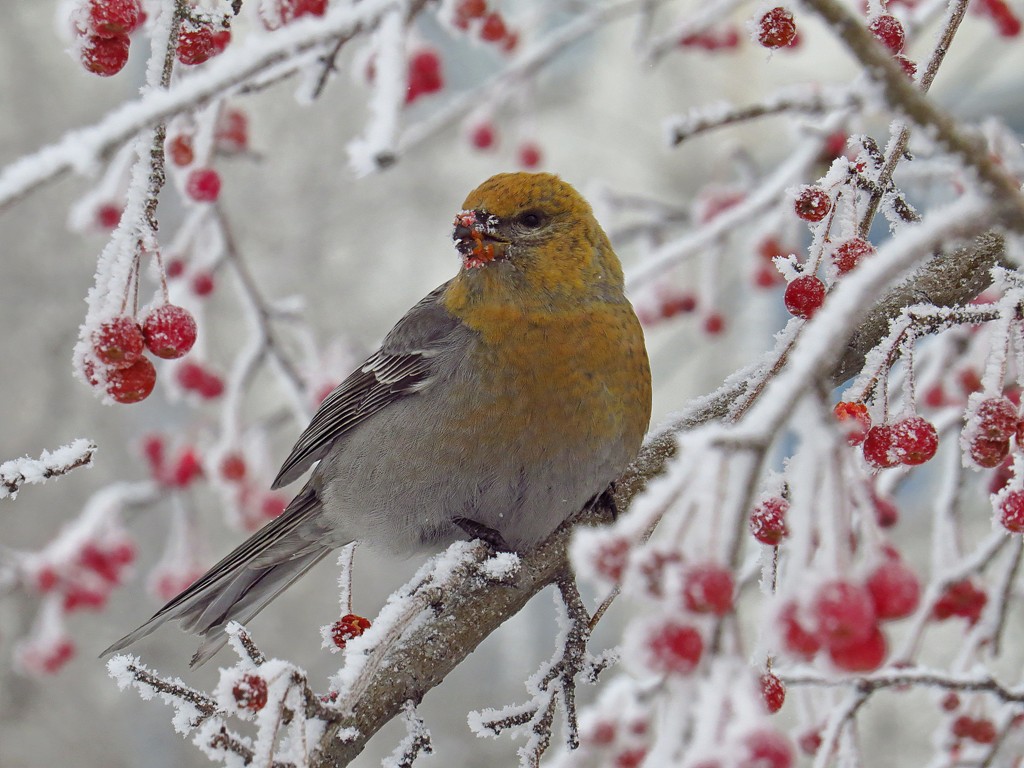 Птицы россии зимой фото Pine Grosbeak (Pinicola enucleator). Birds of Siberia.