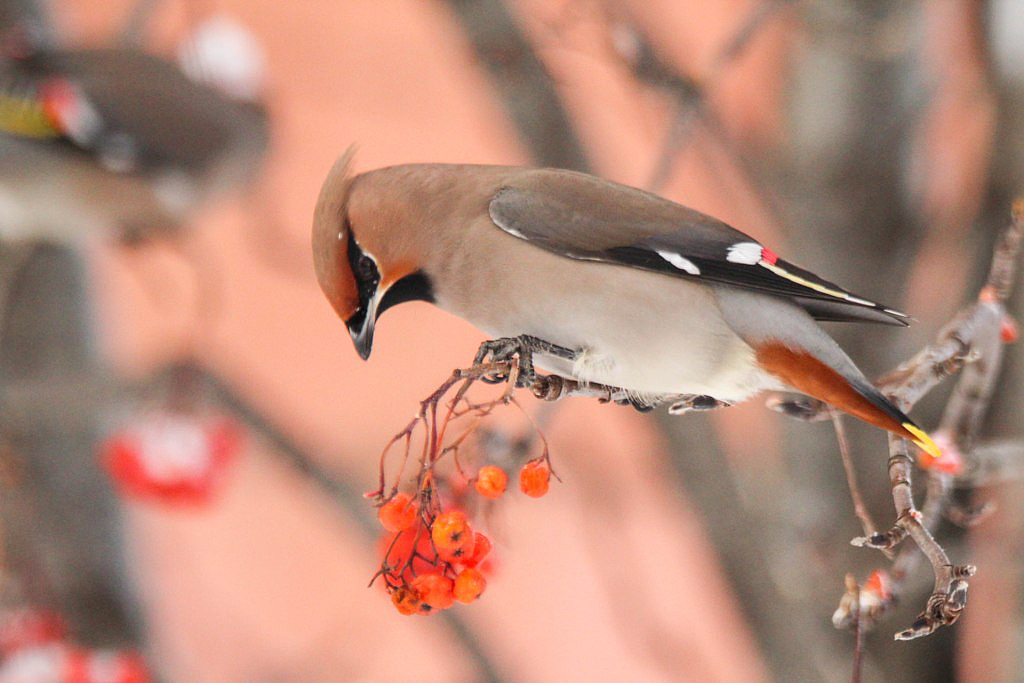 Птицы россии зимой фото Bohemian Waxwing (Bombycilla garrulus). Birds of Siberia.