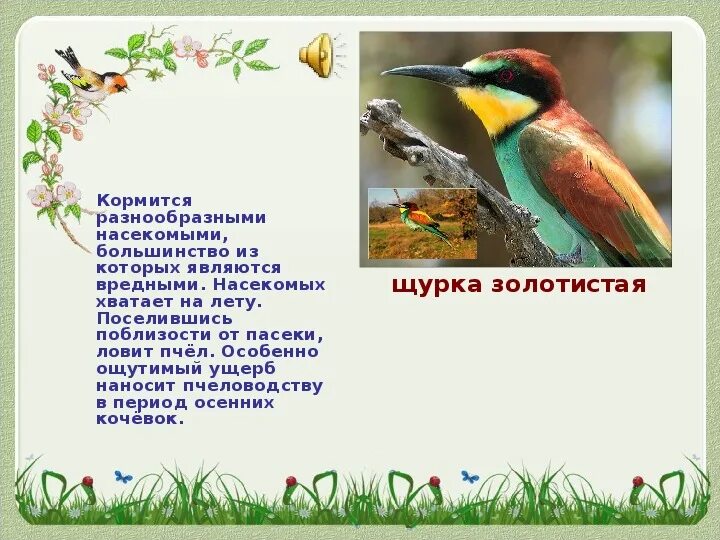 Птицы ростовской области фото и описание Презентация по биологии " Птицы Ростовской области"