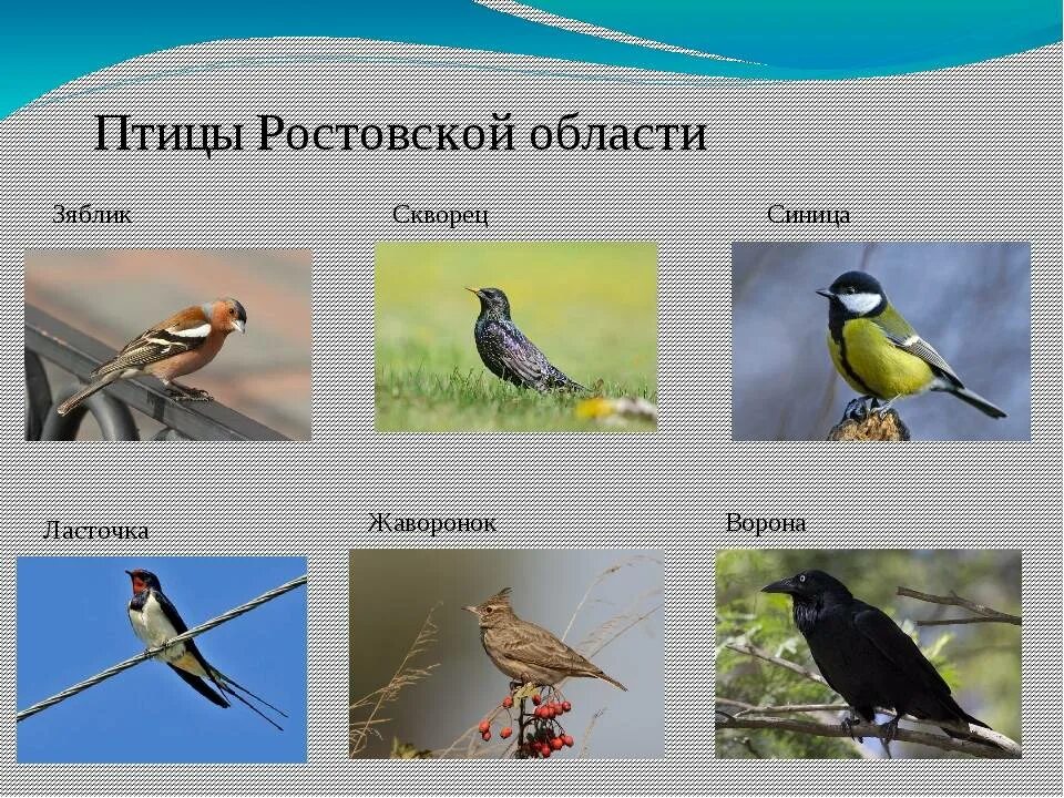 Птицы ростовской области фото и описание Какие птицы обитают в ростовской области названия - CollectPhoto.ru