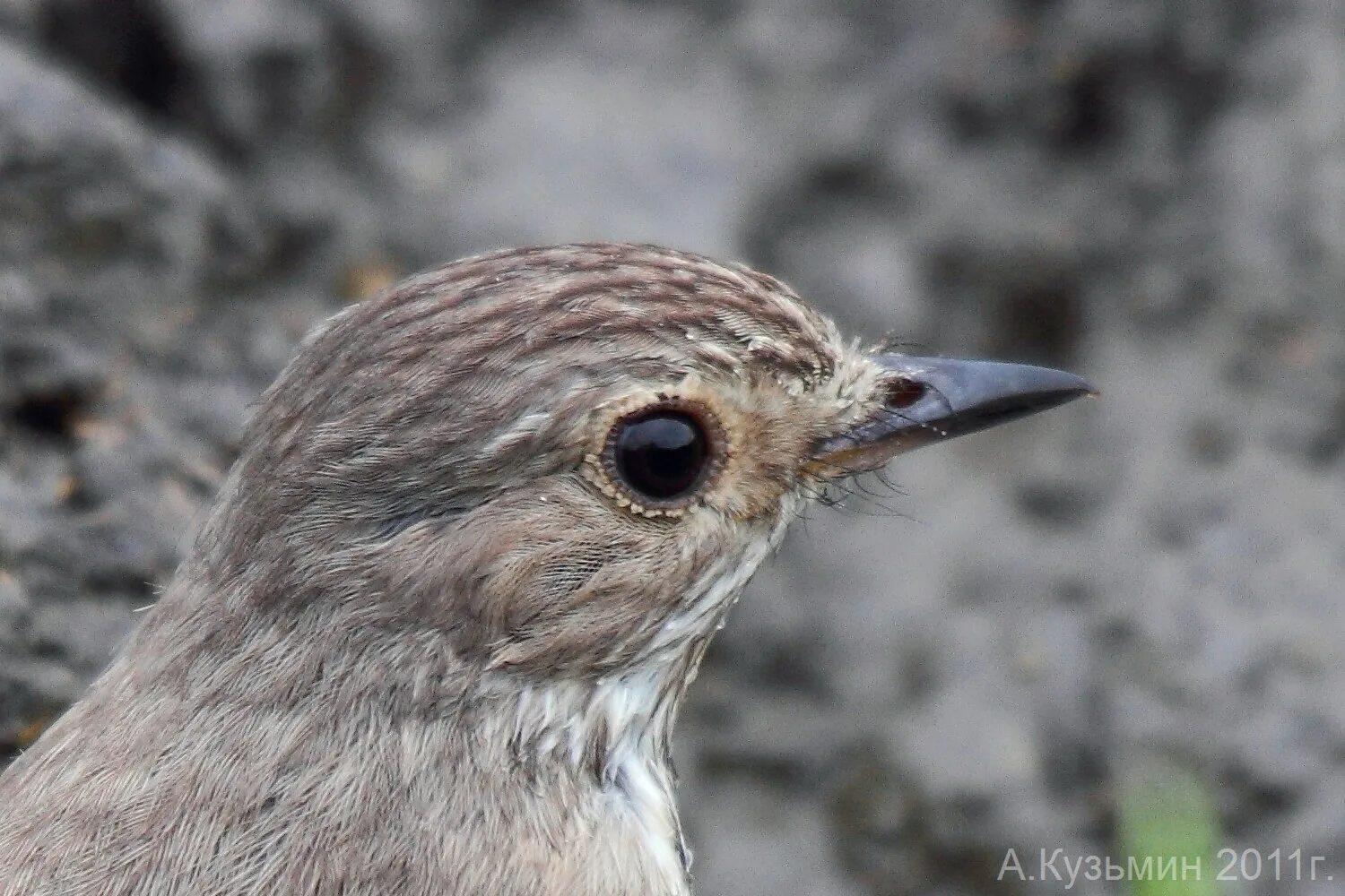 Птицы ростовской области фото с названиями маленькие Серая мухоловка (Muscicapa striata)