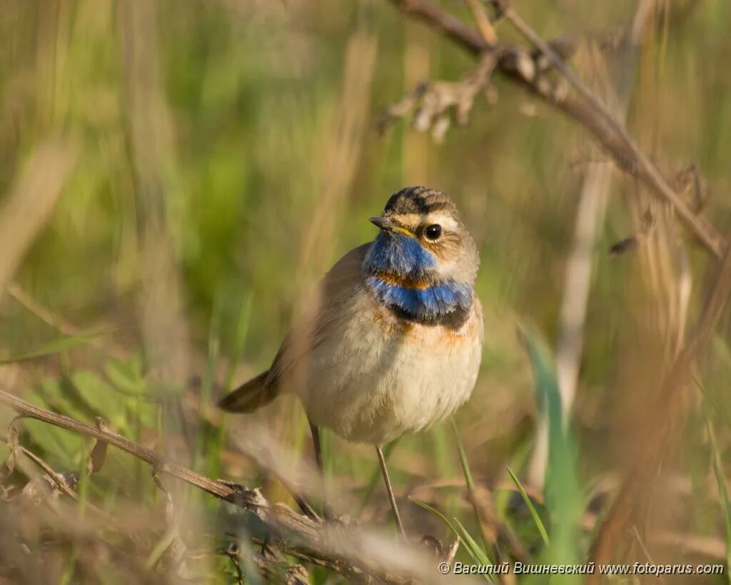 Птицы рязанской области фото PHOTOS/aves/21 PASSERIFORMES TURDIDAE Luscinia svecica/bird_male_Luscinia_svecic