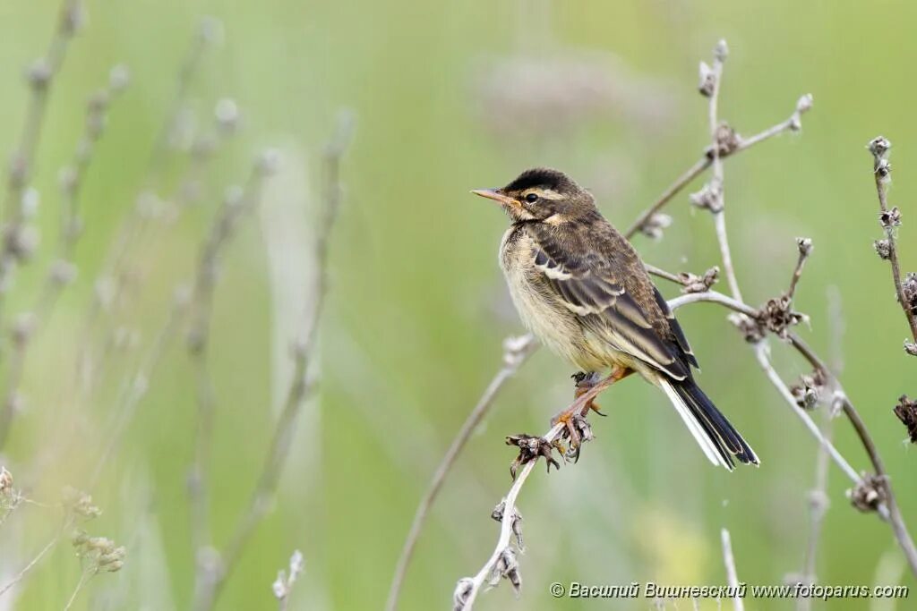 Птицы рязанской области фото и описание PHOTOS/aves/21 PASSERIFORMES MOTACILLIDAE Motacilla citreola werae/bird_young_Mo