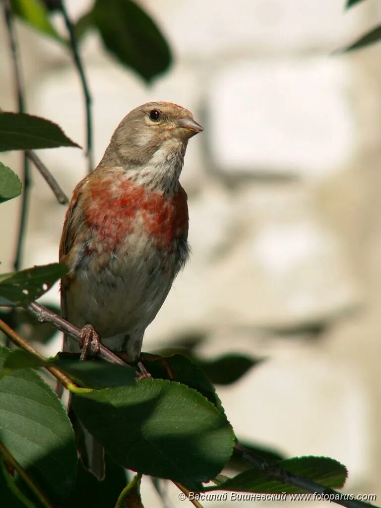 Птицы рязанской области фото и описание PHOTOS/aves/21 PASSERIFORMES FRINGILLIDAE Acanthis cannabina/bird_male_Acanthis_