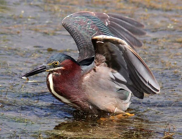 Птицы рыболовы фото Green Herons: A few Green Heron shots.