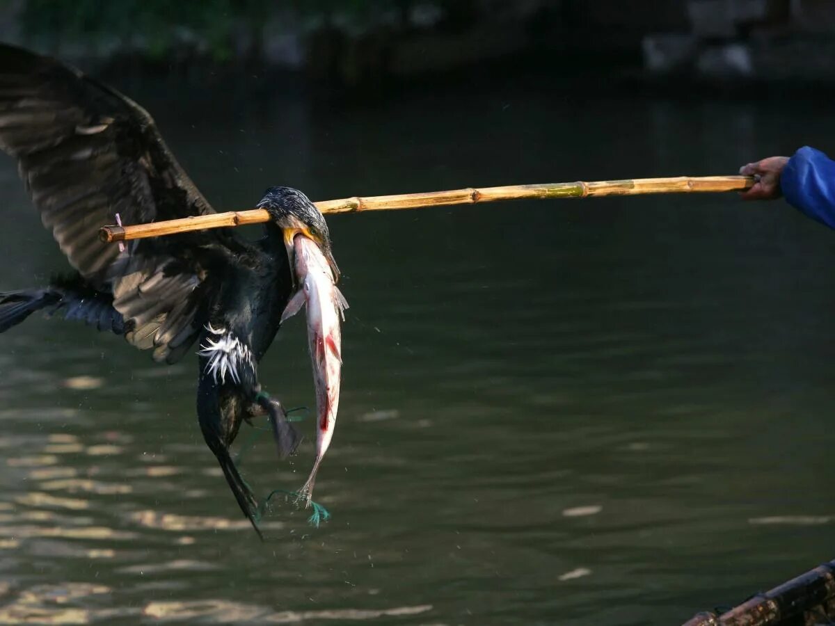 Птицы рыболовы фото Cormorant fishing has been a tradition for over 1,300 years. Climate change migh