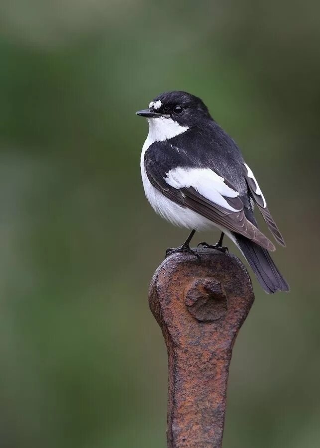 Птицы с белой грудкой фото Pied Flycatcher Pet birds, Wild birds, Beautiful birds