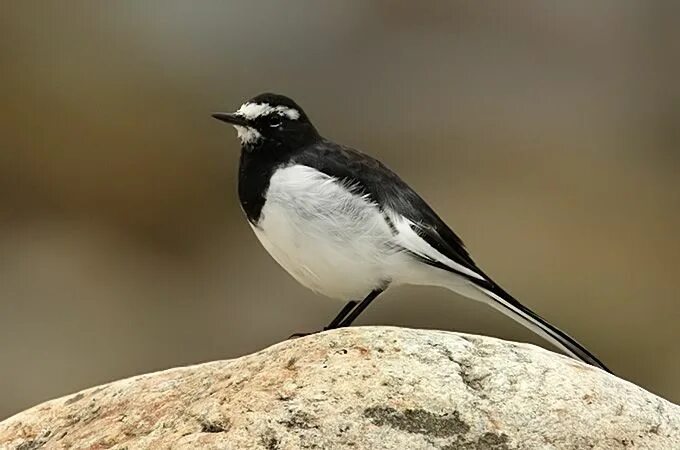 Птицы с белой грудкой фото Bird News September 2008 Birds, Wagtail, Species