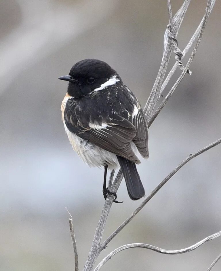 Птицы с белой грудкой фото Common Stonechat (Saxicola torquata). Birds of Siberia.