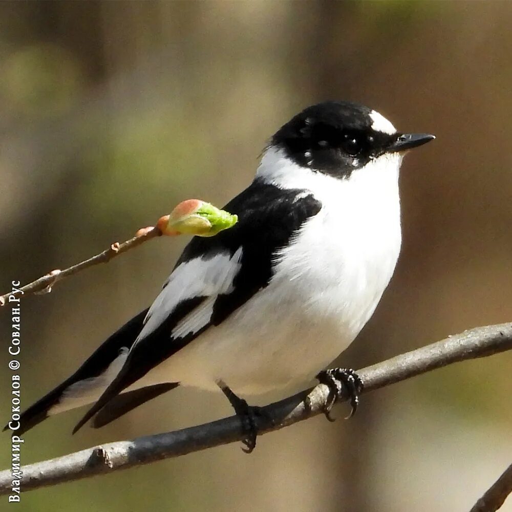 Птицы с белой грудкой фото Мухоловка-белошейка Ficedula albicollis (Temminck, 1815) Collared Flycatcher Под