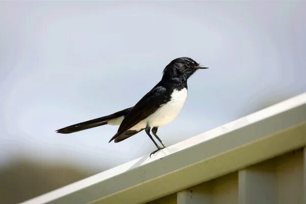 Птицы с белой грудкой фото Wagtail Bird Free stock photos - Rgbstock - Free stock images data9090 January -