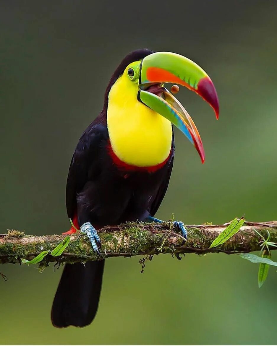 Птицы с большим клювом фото с названиями Travel Earth on Instagram: "Kell-Billed Toucan Photo by @jeffreypkarnes_birds" B