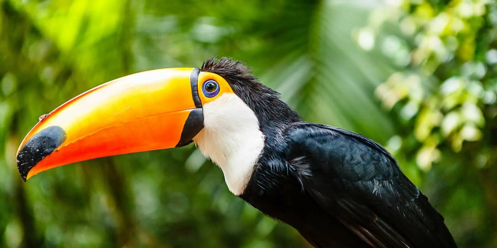 Птицы с большим клювом фото с названиями Парк Parque das Aves, Фос-ду-Игуасу: заказать билеты и экскурсии GetYourGuide