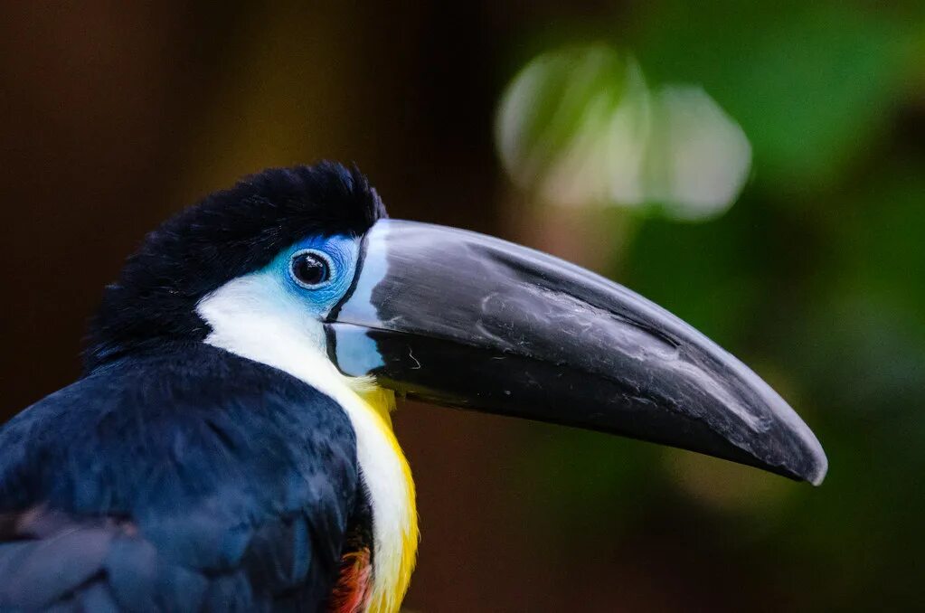 Птицы с большим клювом фото с названиями Channel-billed Toucan Closeup of the very friendly channel. Flickr