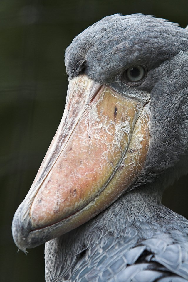 Птицы с большим клювом фото с названиями File:Shoebill (su neko).jpg - Wikipedia