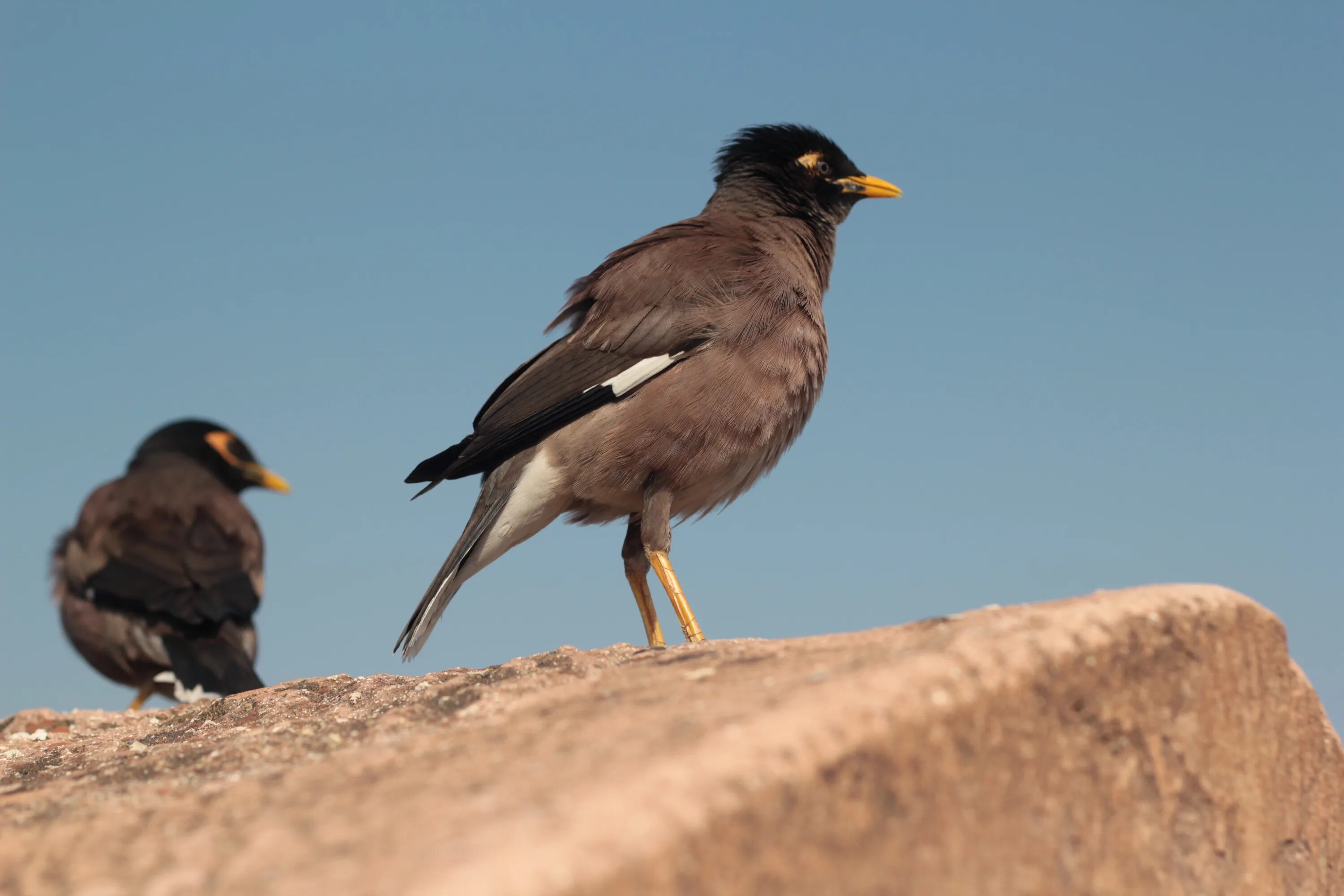 Птицы с большим желтым клювом фото Myna Bird Yellow Beak free image download