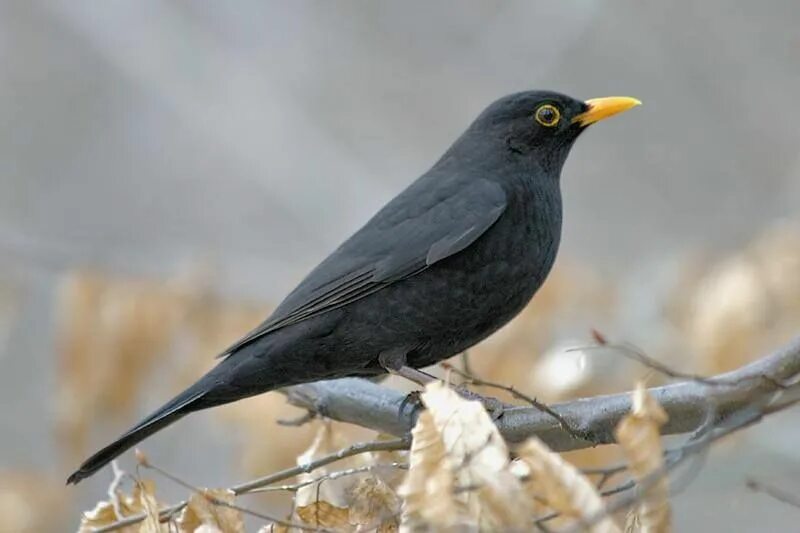 Птицы с большим желтым клювом фото Amsel - mierla - turdus merula Black bird, Pet birds, Beautiful birds