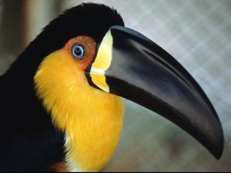 Птицы с большим желтым клювом фото toucan Beautiful bird wallpaper, Bird wallpaper, Pet birds