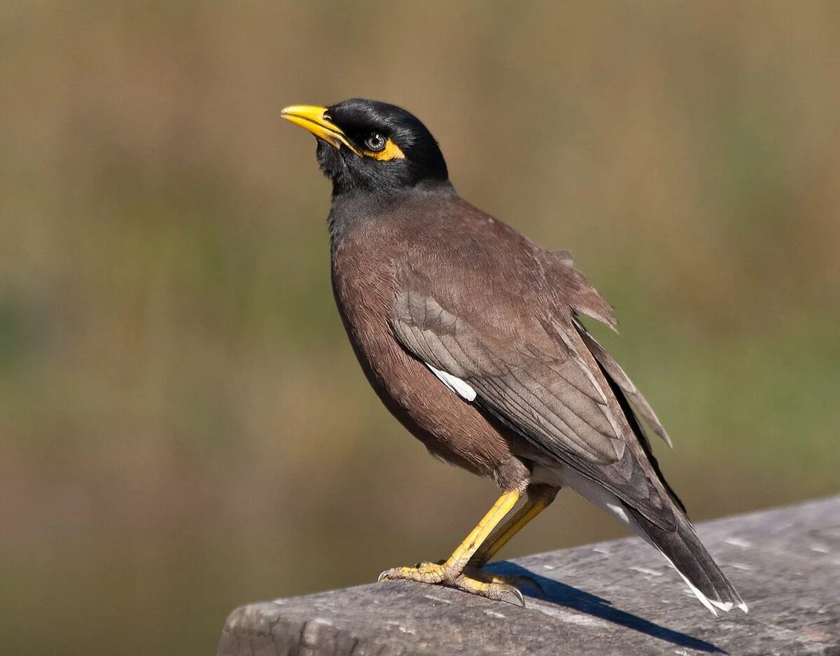 Птицы с большим желтым клювом фото Myna - Wikipedia