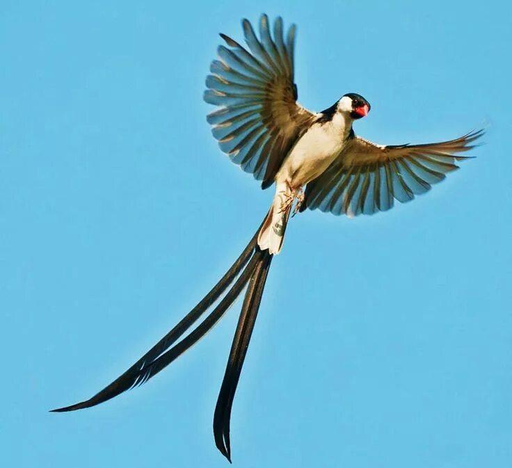 Птицы с длинным хвостом фото Birds of the World: Pin-tailed whydah Birds, Beautiful birds, African wildlife