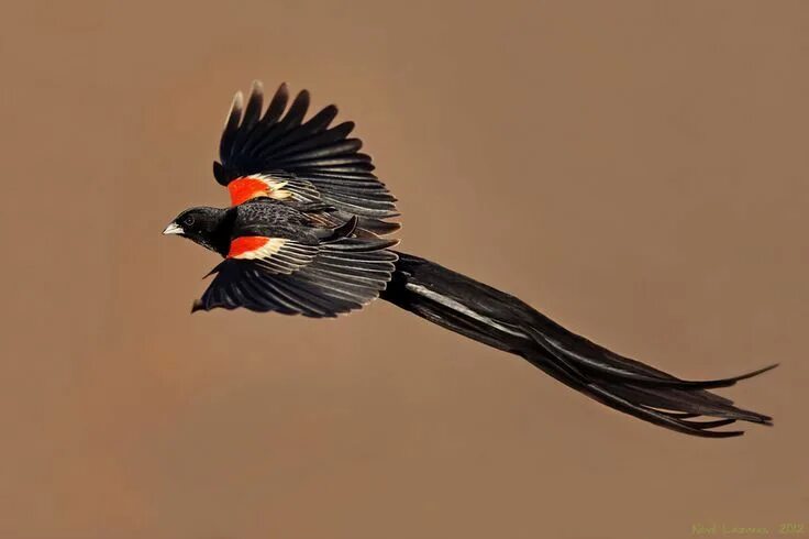 Птицы с длинным хвостом фото Long-tailed Widowbird NatureRules1 Wiki Fandom