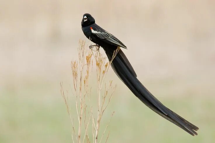 Птицы с длинным хвостом фото 15 Birds With Spectacularly Fancy Tail Feathers Tail feathers, Bird species, Bir