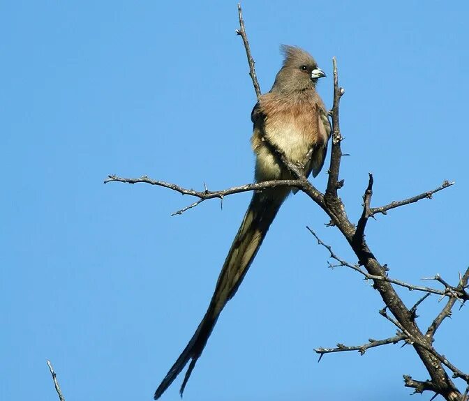 Птицы с длинным хвостом фото Birds of the World: White-backed mousebird