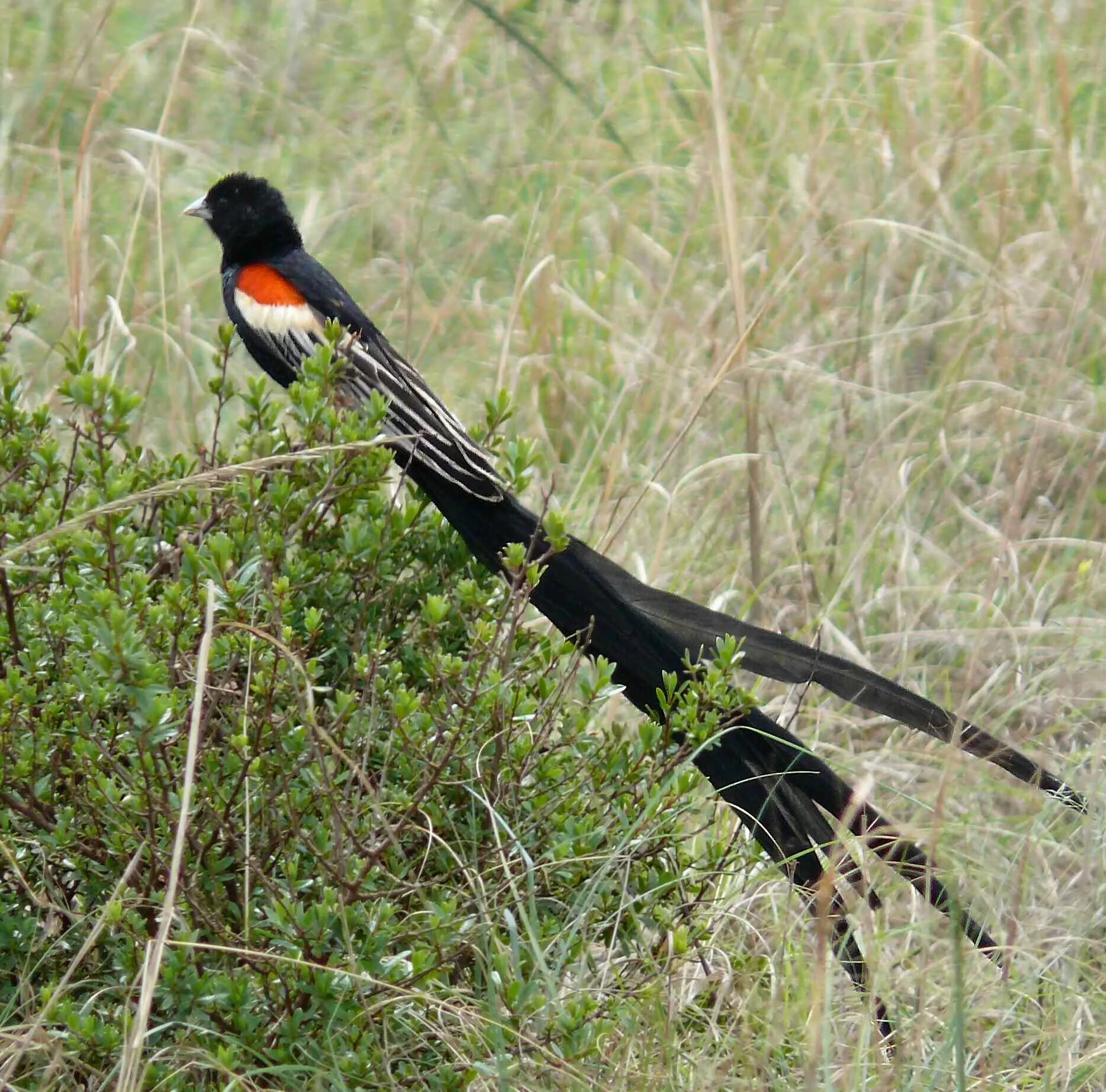 Птицы с длинным хвостом фото Файл:Euplectes progne male South Africa cropped.jpg - Википедия