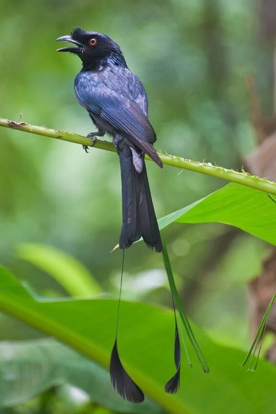 Птицы с длинными хвостами фото название Pin by Kathy on Little Birds Our Feathered Friends Phuket, Railay beach, Travel 