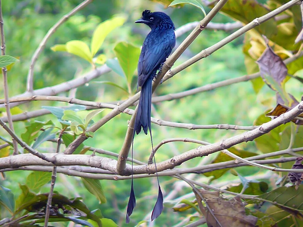 Птицы с длинными хвостами фото название Файл:Greater Racket-Tailed Drongo.jpg - Википедия