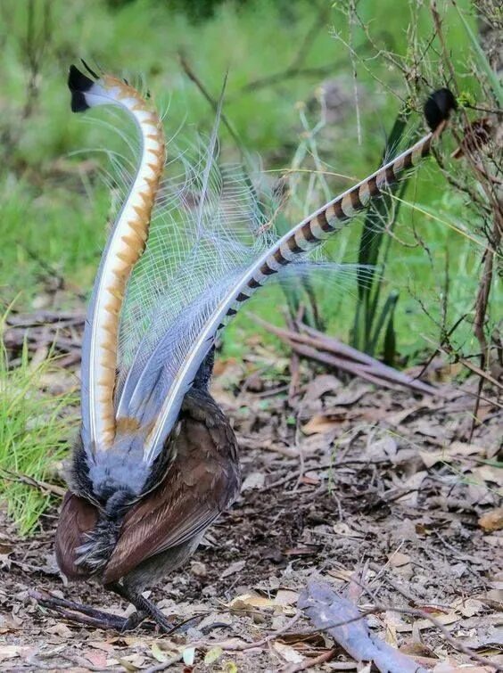 Птицы с длинными хвостами фото название Pássaro-lira-soberbo oriundo do sudoeste da Austrália. Pássaros bonitos, Animais