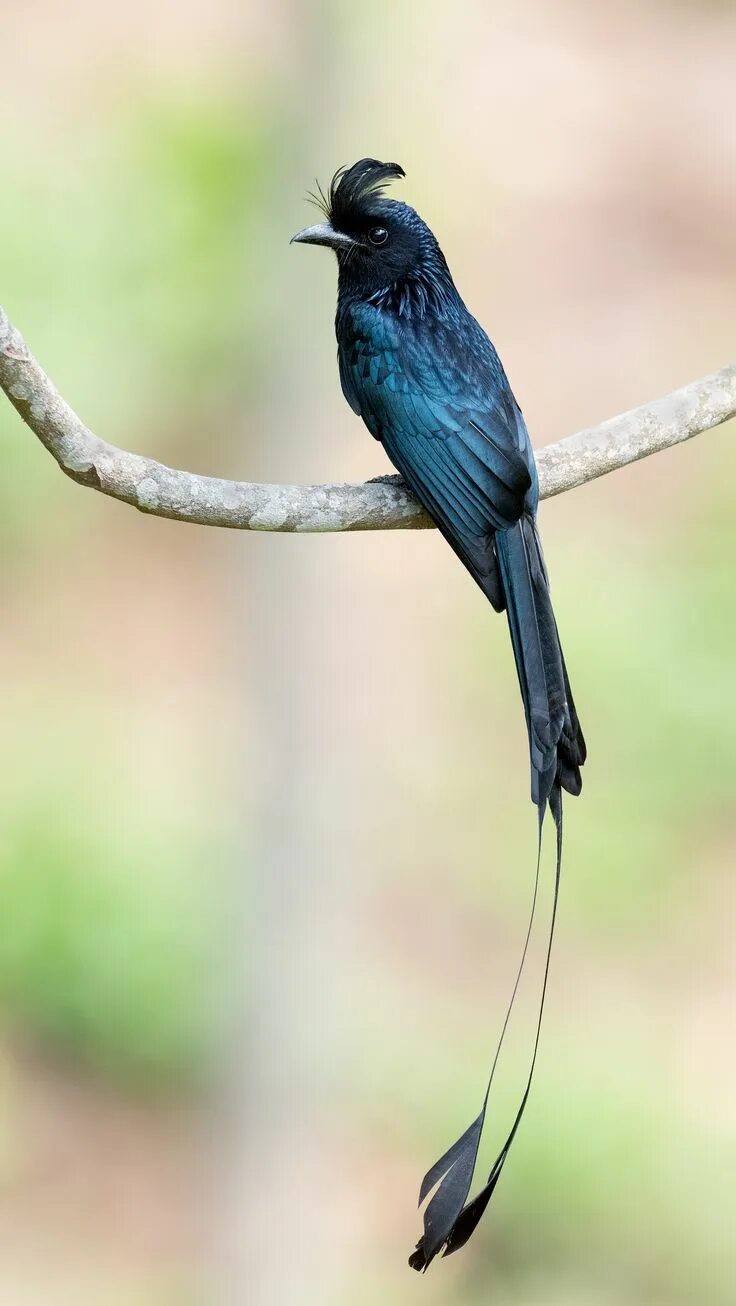 Птицы с длинными хвостами фото название Greater Racket-tailed Drongo (Dicrurus paradiseus) Flickr - Photo Sharing! Color