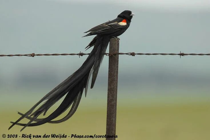 Птицы с длинными хвостами фото название Long-tailed widowbird (Euplectes progne) Hanenstaartwidavink / Long-tailed Widow