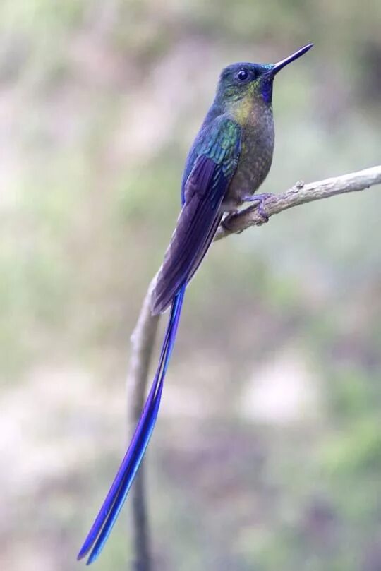 Птицы с длинными хвостами фото название cigne Exotische vögel, Kleine vögel, Graupapagei