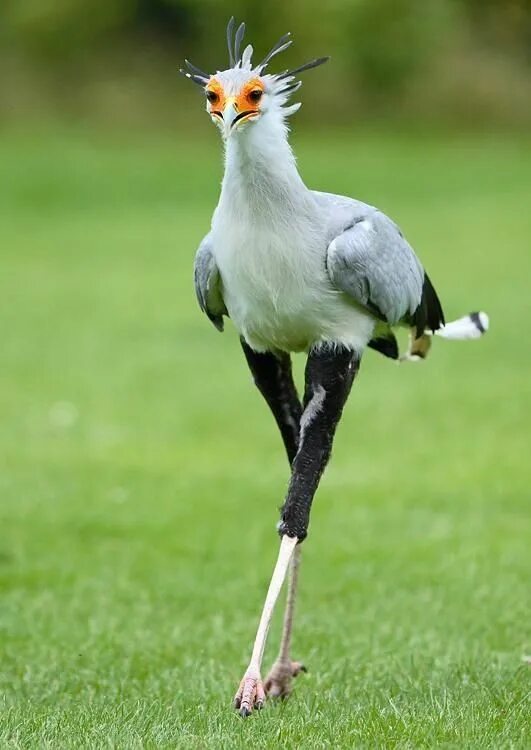 Птицы с длинными ногами фото The Secretarybird or Secretary Bird is a large, mostly terrestrial bird of prey.