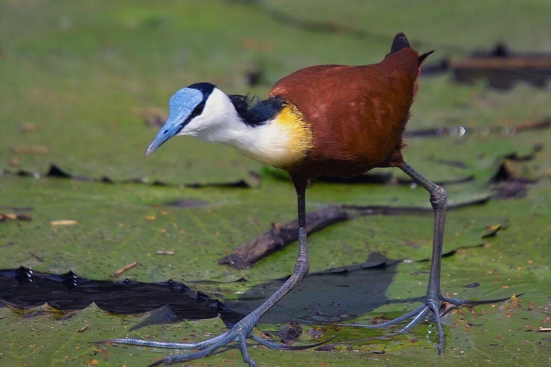 Птицы с длинными ногами фото African Jacana Animal Database Fandom