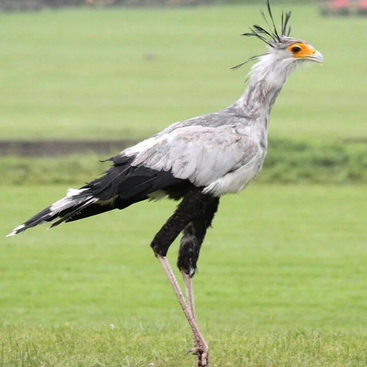 Птицы с длинными ногами фото Pin on Secretary Bird