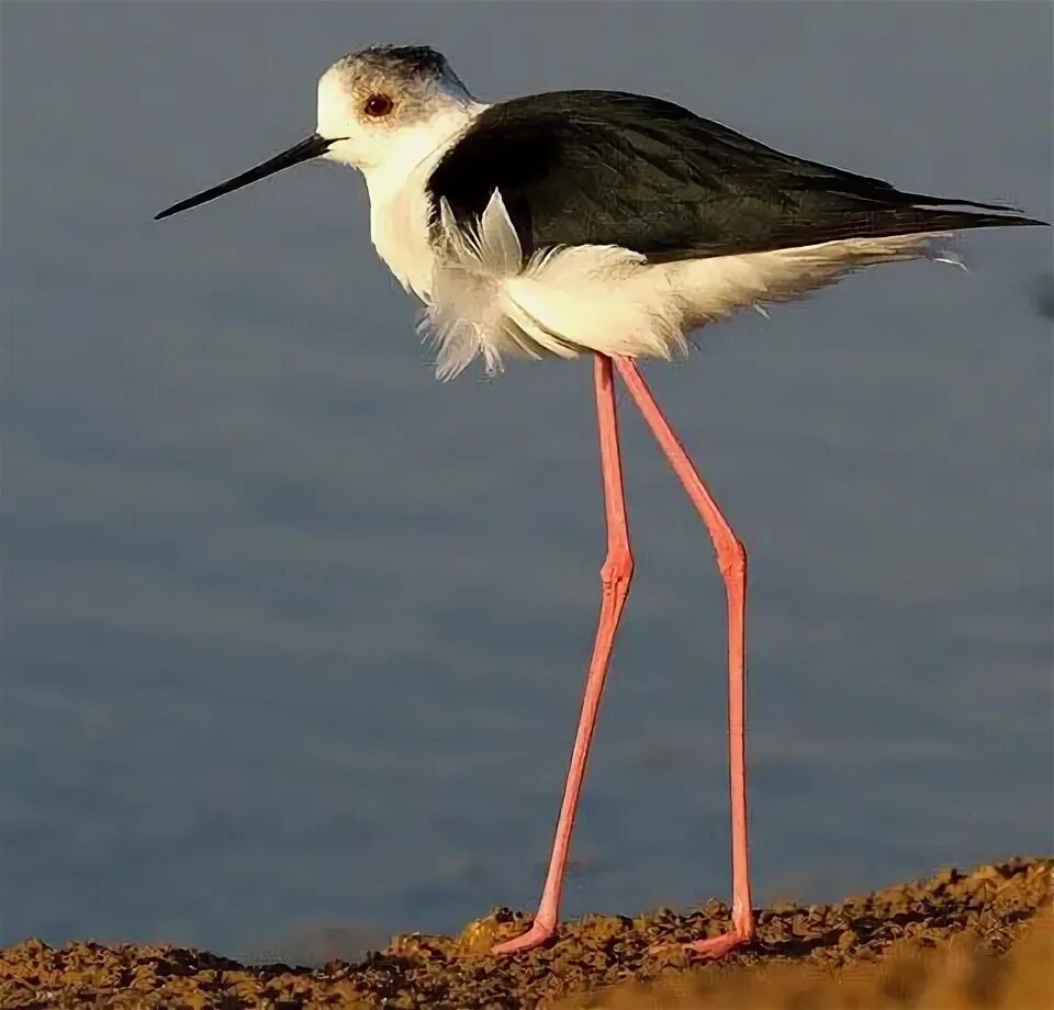 Птицы с длинными ногами фото Pin on birds (птахи світу)