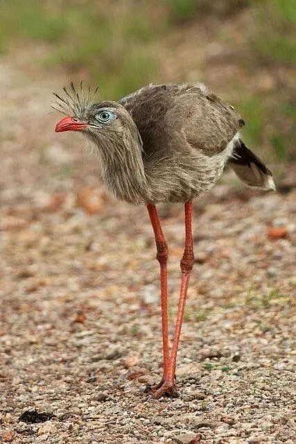 Птицы с длинными ногами фото Red-legged seriema To Learn More About This Bird==http://prbirds.com/2016/07/red