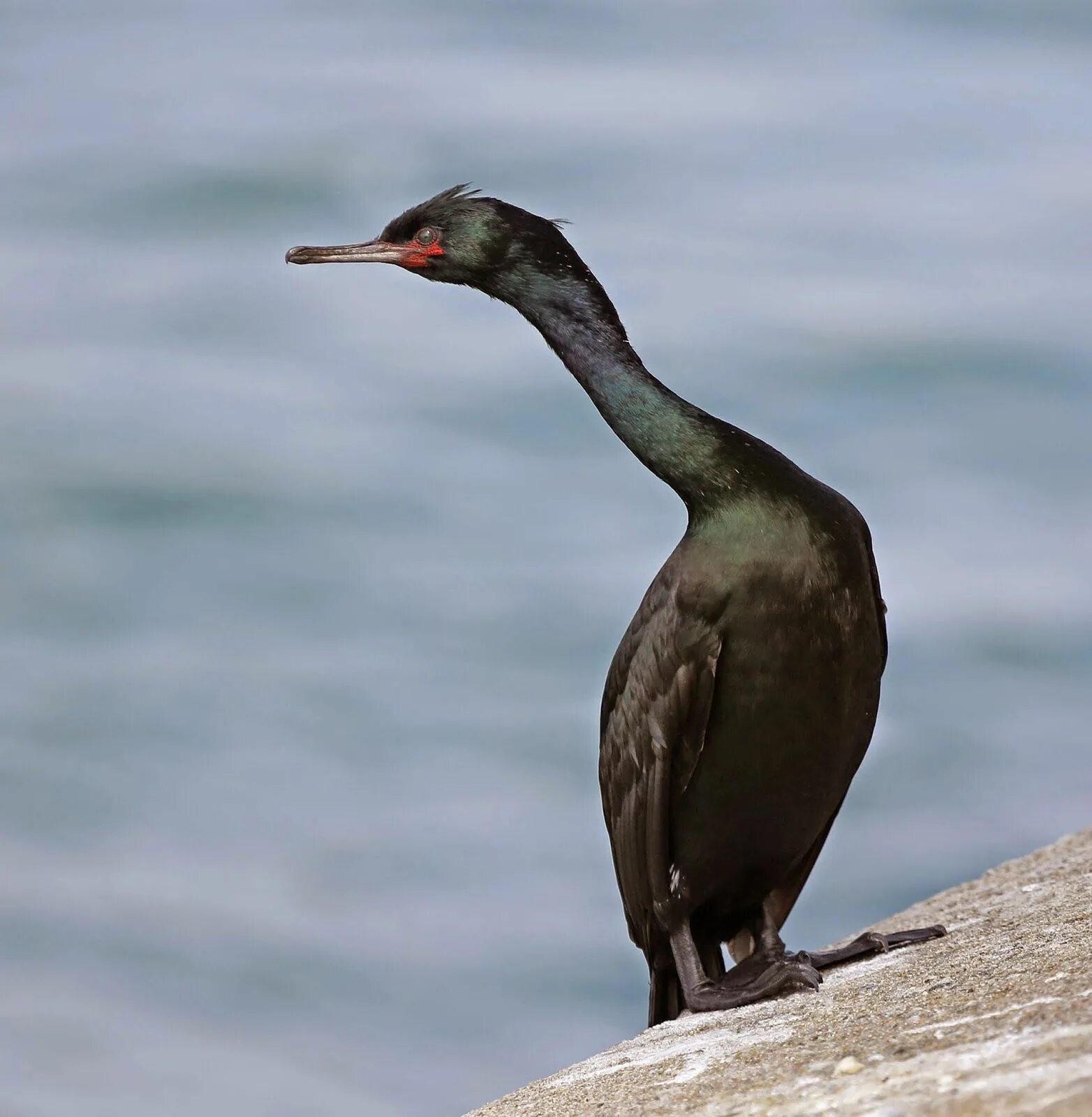 Птицы с длинными шеями фото 10 Intriguing Black Birds