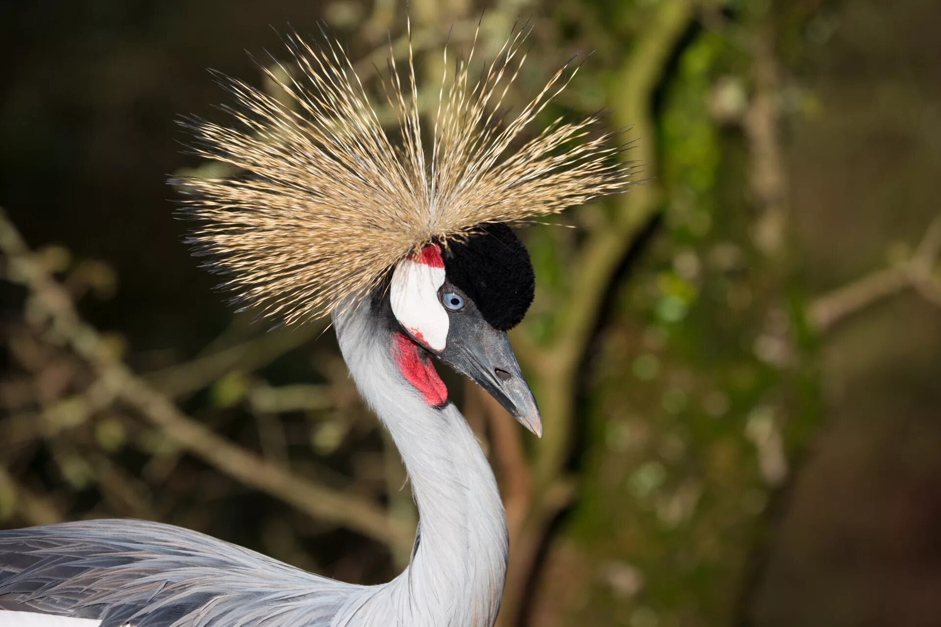 Птицы с длинными шеями фото Edit free photo of Crane,africa,closeup,park,bird - needpix.com