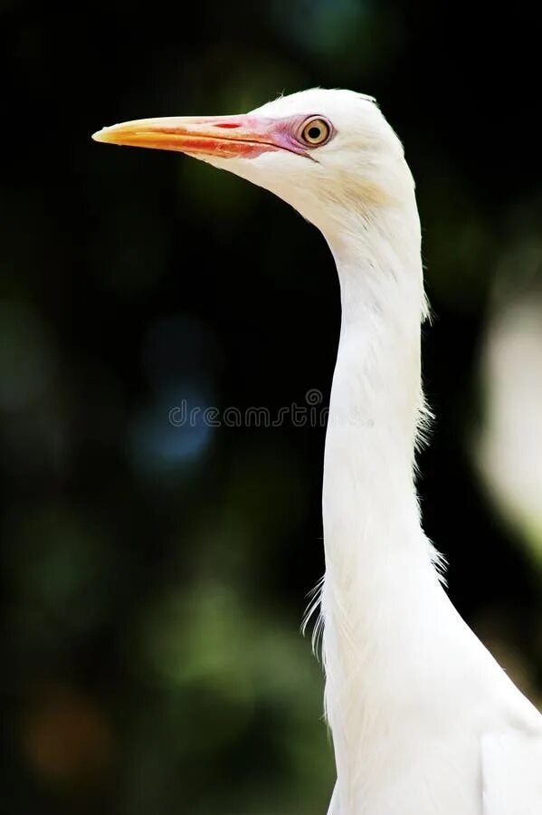 Птицы с длинными шеями фото Heron stock image. Image of long, tall, bird, elegant, white - 562887