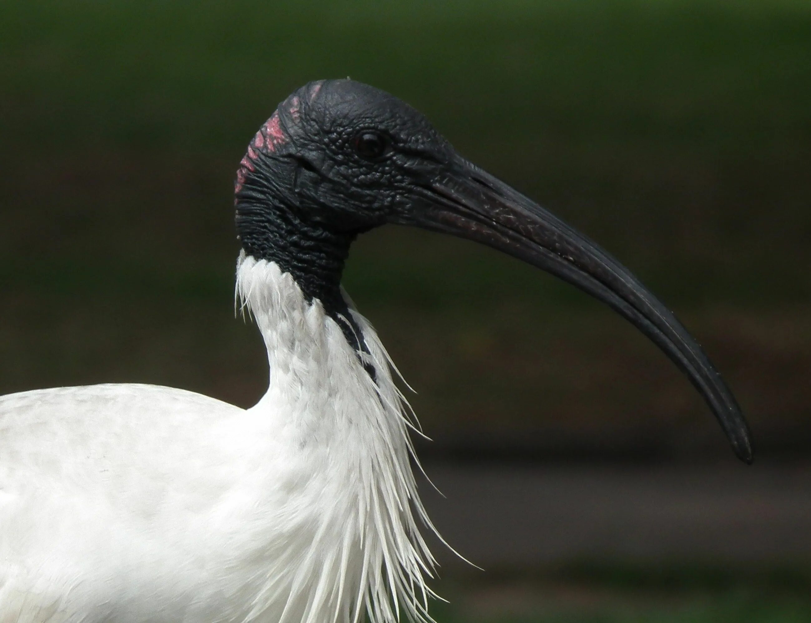 Птицы с длинными шеями фото Australian White Ibis photo: Close up of adult bird the Internet ... Birds, Aust