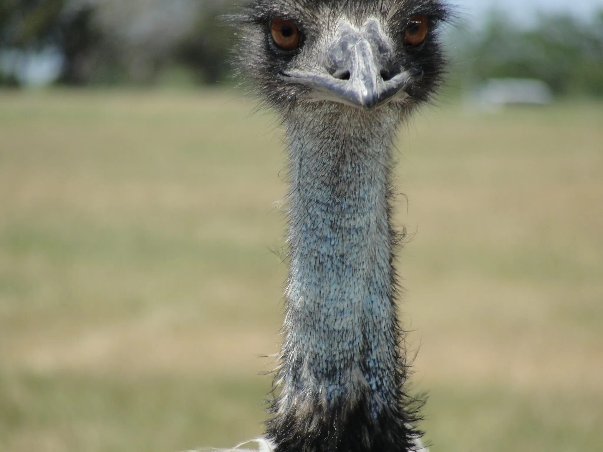 Птицы с длинными шеями фото Emu, Bird head on long Neck free image download