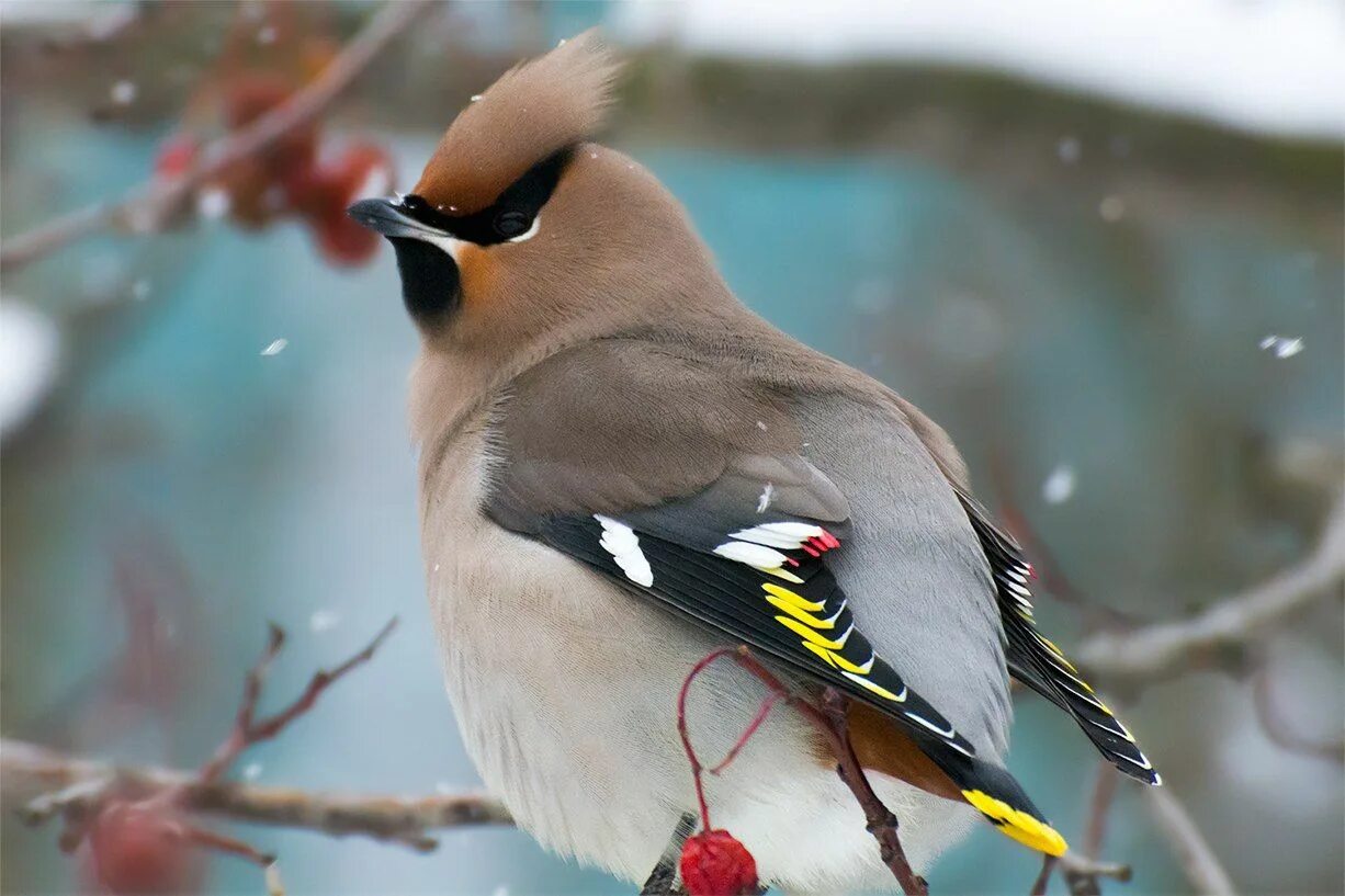 Птицы с хохолком на голове фото Свиристель (Bombycilla garrulus) Bird, Animals, Ornithology